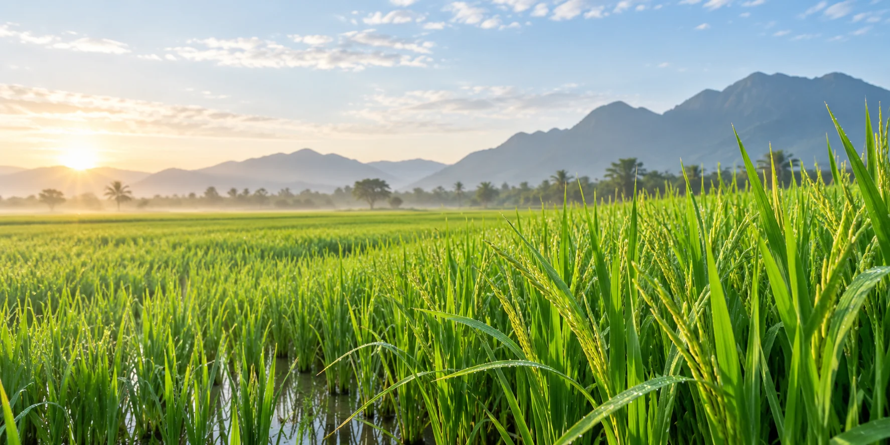 Ruộng lúa xanh khỏe trong giai đoạn sinh trưởng